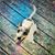 Skipper Whipper's profile image
