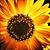 Karen Chellew's profile image
