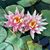 Denise Garbero's profile image