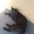 Sheryl Gibbs's profile image