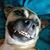 Tony Bourne's profile image