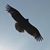 Sheila Ahlgrim Gelhaus's profile image