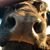 Heike Karnes's profile image