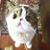 Annalou Mateo Ibarra's profile image