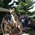 Carol Massie's profile image