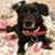 Virgie Junio Lozendo's profile image