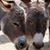 Pamela Juergens's profile image