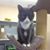 Rascal Bartlett's profile image