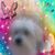 Lori Pettigrew's profile image