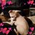 Lisa Losson's profile image