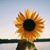 Dawn Moler's profile image