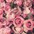 Fadila Beganovic's profile image