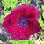 Lori Herrala's profile image