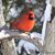 Susan McLintock's profile image