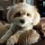 Amy Haskett Grav's profile image