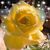 Diane Carlson Newville's profile image