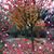 Mahnaz Shahrestani's profile image