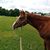 Sharon McKibben's profile image