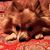 Edra Freling Brower's profile image