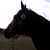 Sue Herkner Randall's profile image