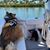 Susan Vander Leek LaFontaine's profile image