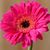 Kathy Morris's profile image