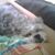 Diana Ovadia's profile image