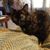 Susan Schnirring's profile image