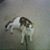 Marie A. Dippolito-Gomes's profile image