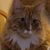 Laurie Sutton Morgante's profile image