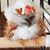 Susan Brende's profile image