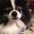 Tippi Polito's profile image