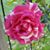Diane Crace Szymczak's profile image