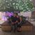 Angela Sicard Hofstetter's profile image