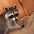Teresa Ravan Grizzle's profile image