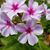 Jill Tangney's profile image