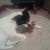 Diane Fingerhut's profile image