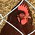 Donna Lambert Healey's profile image