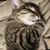 Shawn Willey's profile image