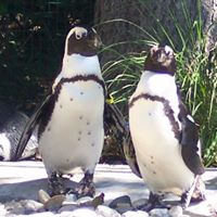Rosemarie Martens's profile image