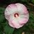 Sue Walkons VanPortfliet's profile image