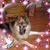 Sandy Plumley's profile image