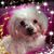 Cecile Ayala Caddeo's profile image