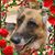 Carla Reisenauer's profile image