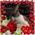 Chris Orndorff's profile image