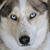 Susan Brown's profile image