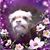 Shelly Jefferies's profile image