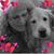 Suzie Puzo Ackley's profile image