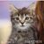 Angela Lipscomb's profile image