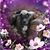 Debbie DiPietro-Ervin's profile image
